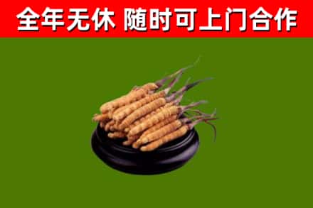 台南市烟酒回收冬虫夏草.jpg